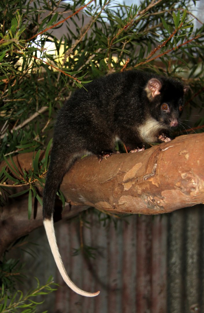 western ringtail possum (Pseudocheirus occidentalis)