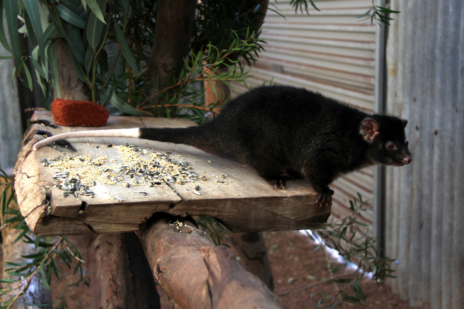 western ringtail possum (Pseudocheirus occidentalis)