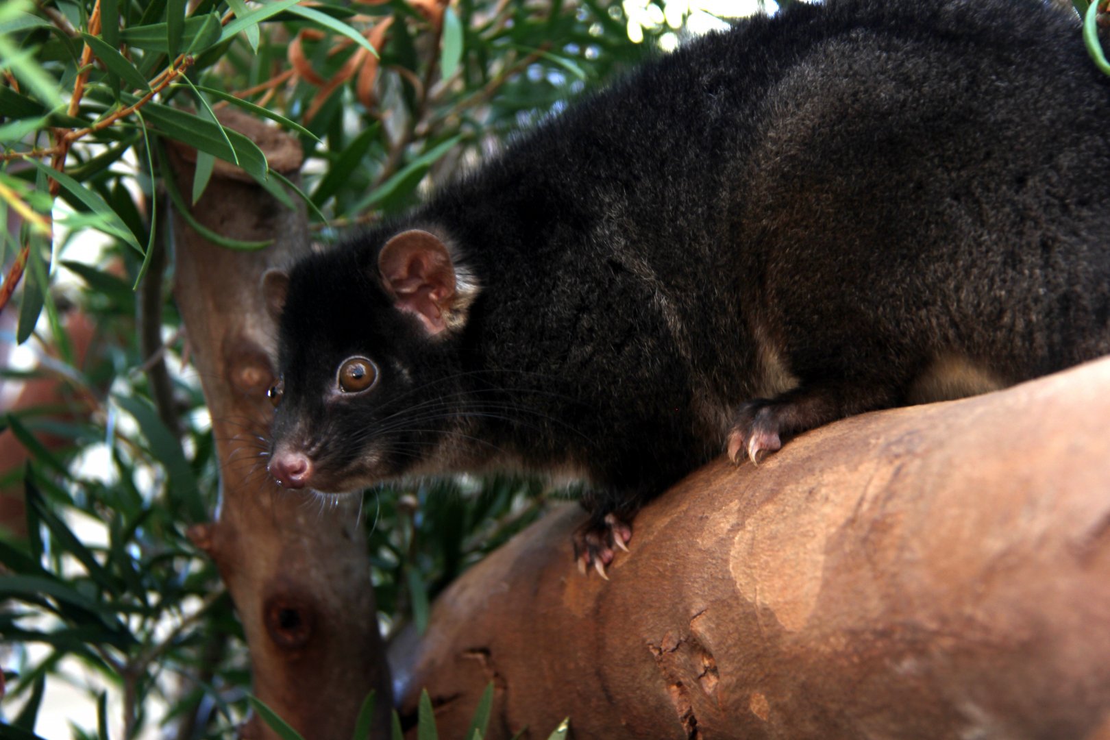 western ringtail possum (Pseudocheirus occidentalis)