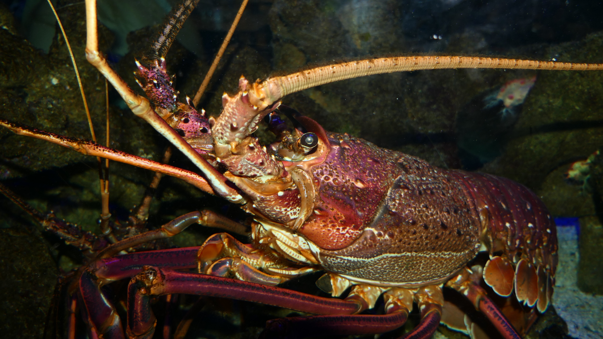Western Rock Lobster (Panulirus cygnus) - Cicerello's Aquarium, Fremantle