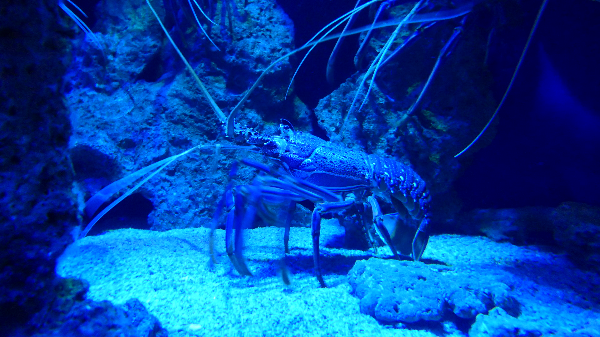 Western Rock Lobster (Panulirus cygnus)