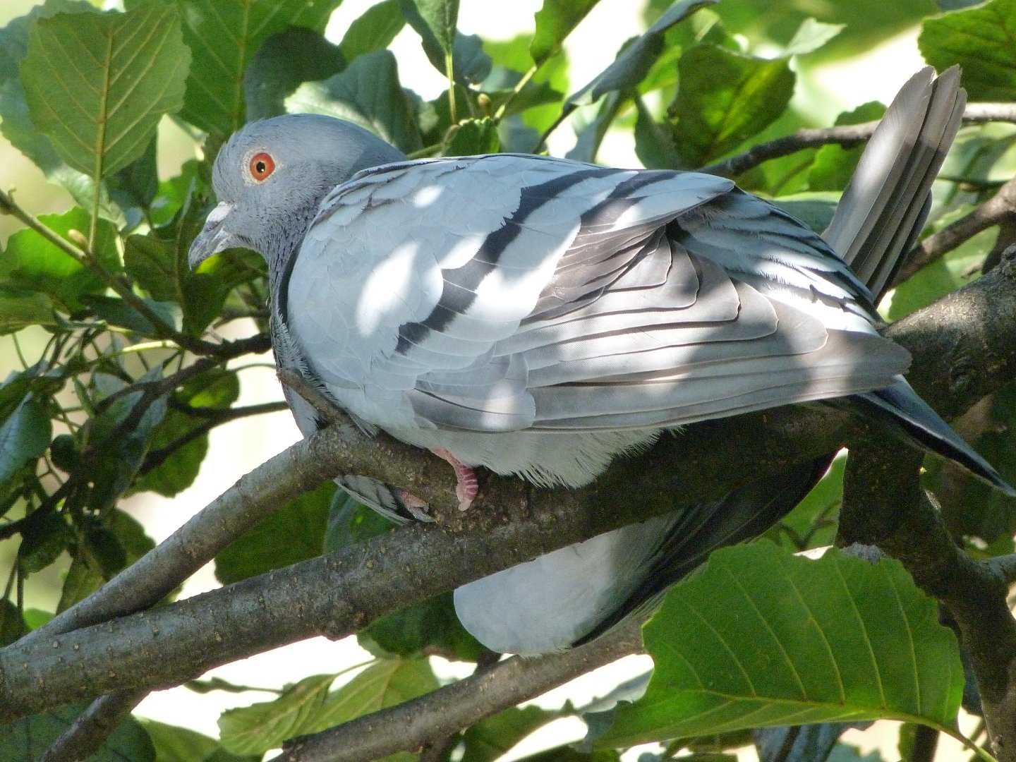 Western rock pigeon -Zoo Praha (2025)