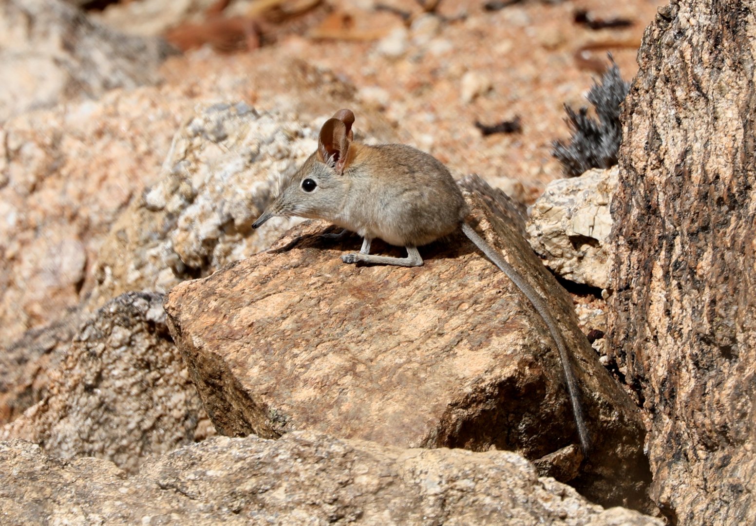 Western Rock Sengi (Elephantulus rupestris)