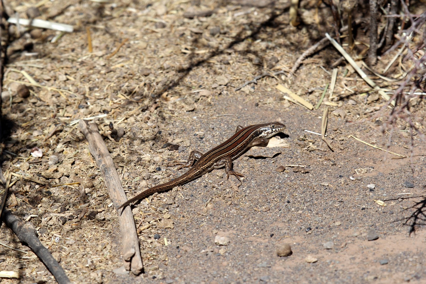 Western Rock Skink (Trachylepis sulcata) ID?