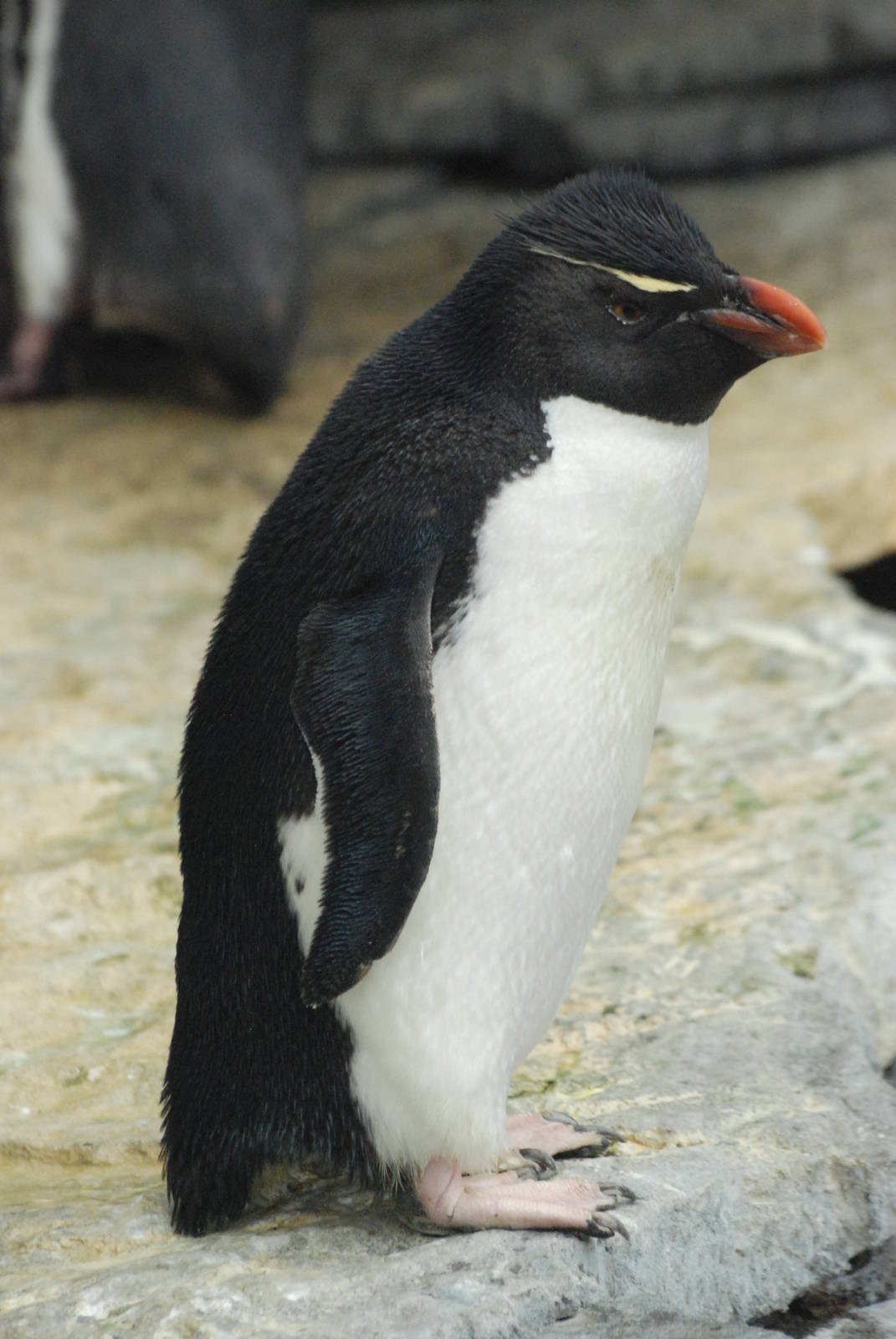 Western Rockhopper Penguin at Lisbon Oceanarium, 25/05/11
