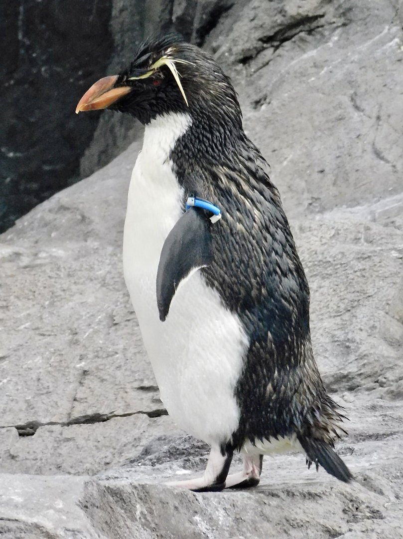 Western Rockhopper Penguin (Eudyptes chrysocome) November 8, 2025