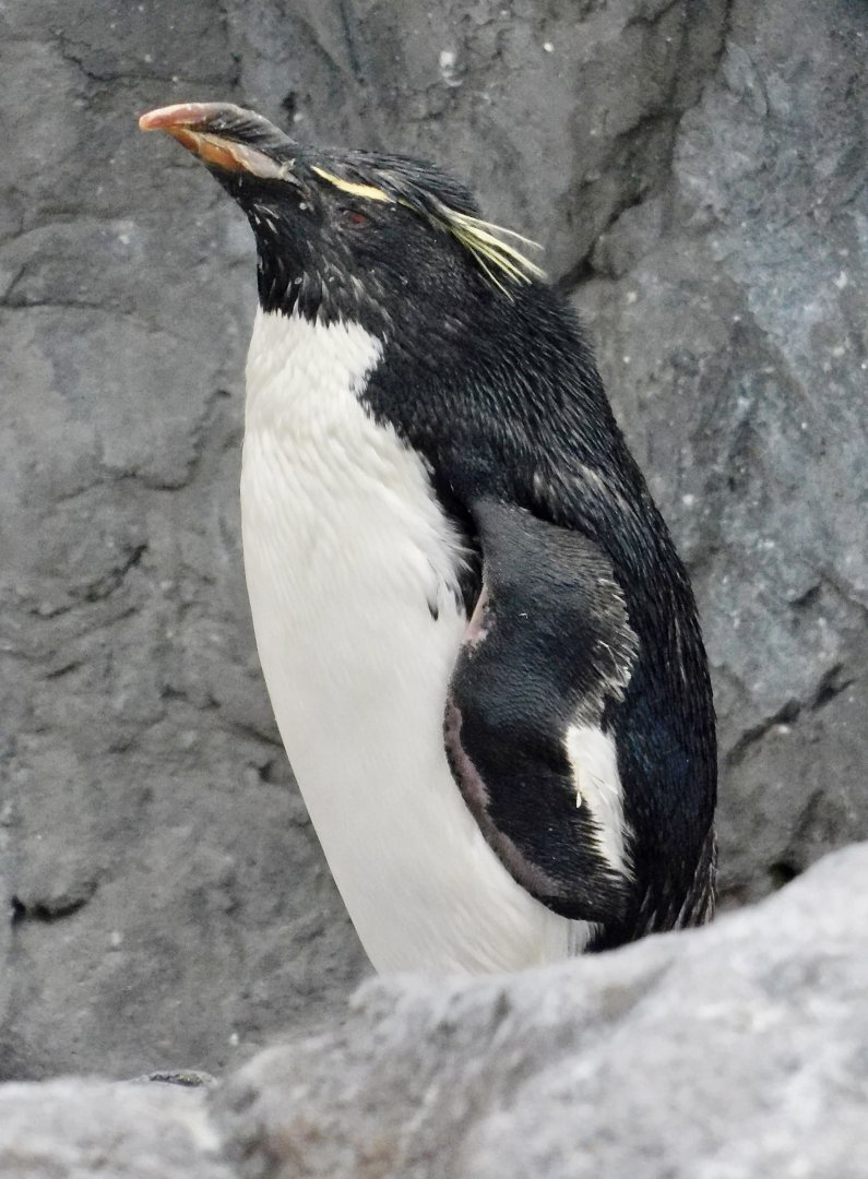 Western Rockhopper Penguin (Eudyptes chrysocome) November 8, 2025