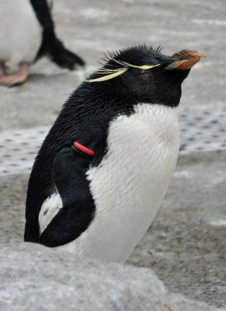 Western Rockhopper Penguin (Eudyptes chrysocome) November 8, 2025