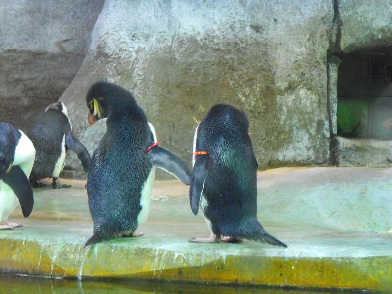 Western Rockhopper Penguin