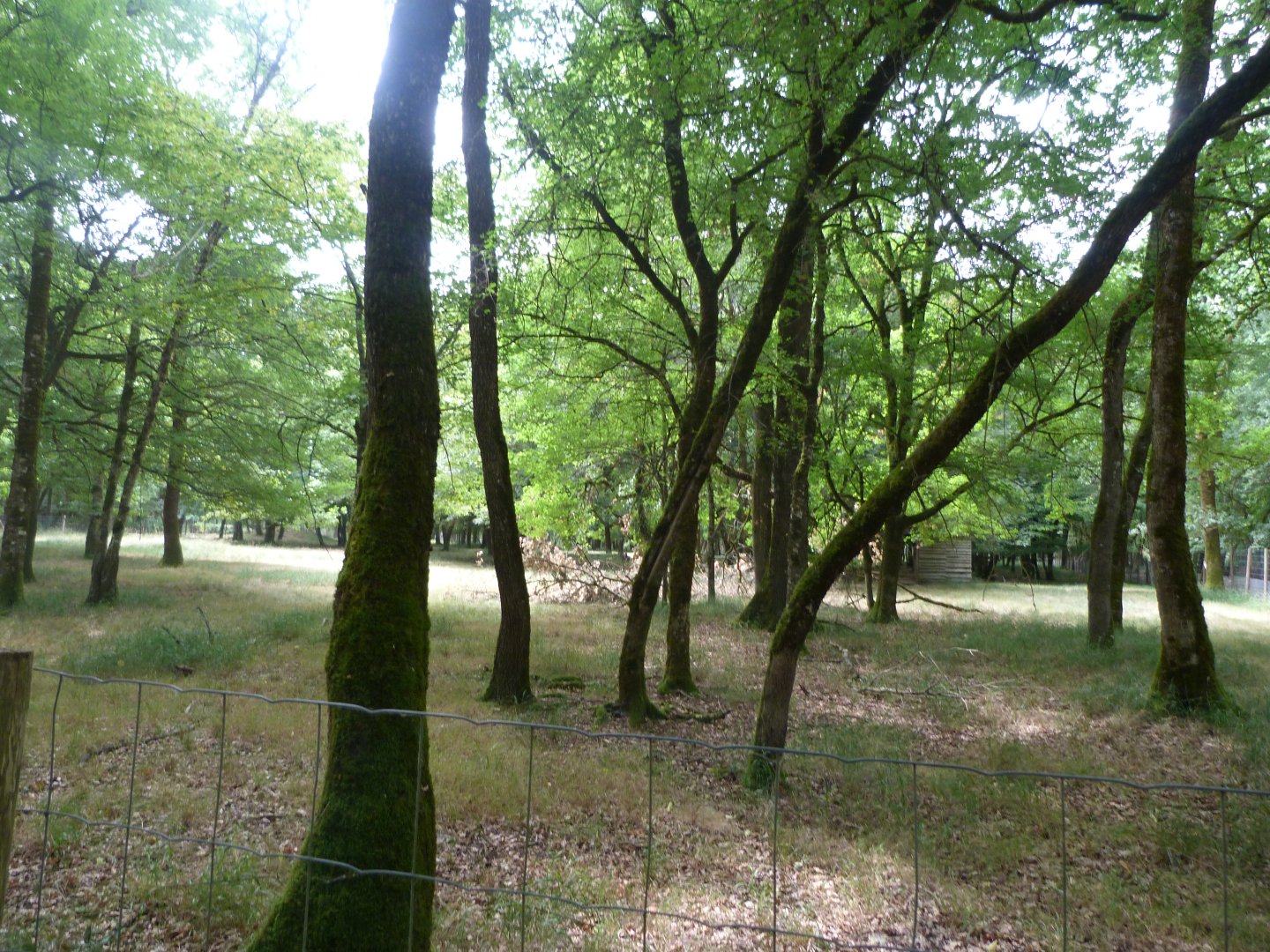 Western roe deer and Black stork exhibit -Zoodyssée (2025)