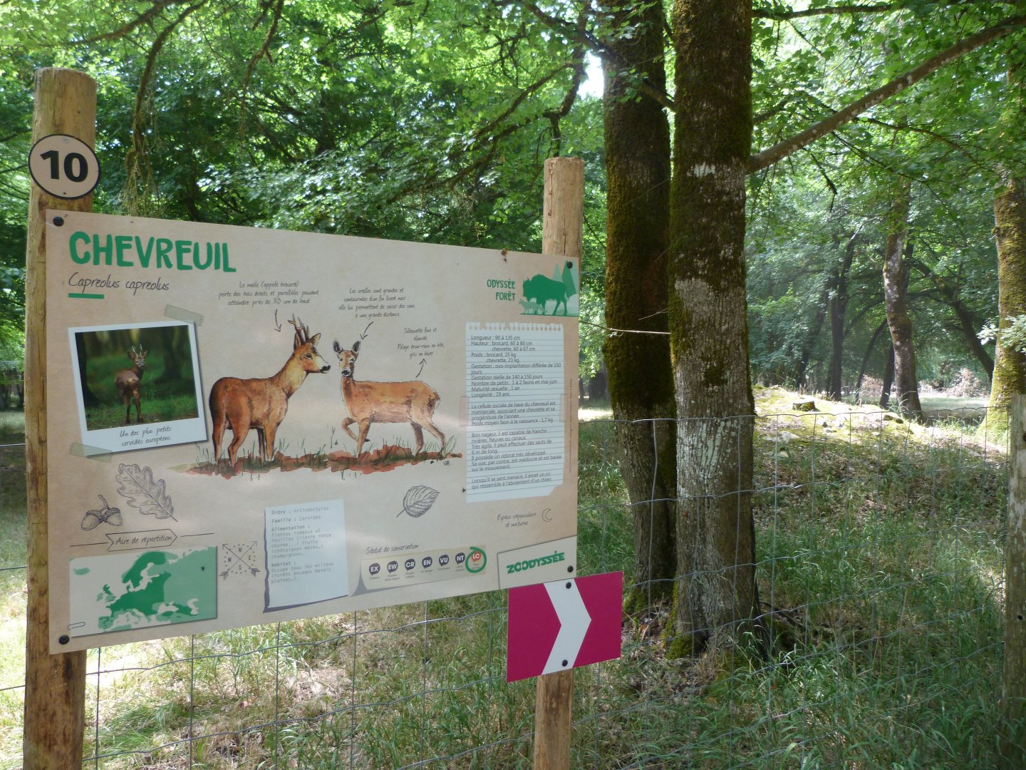 Western roe deer and Black stork exhibit -Zoodyssée (2025)