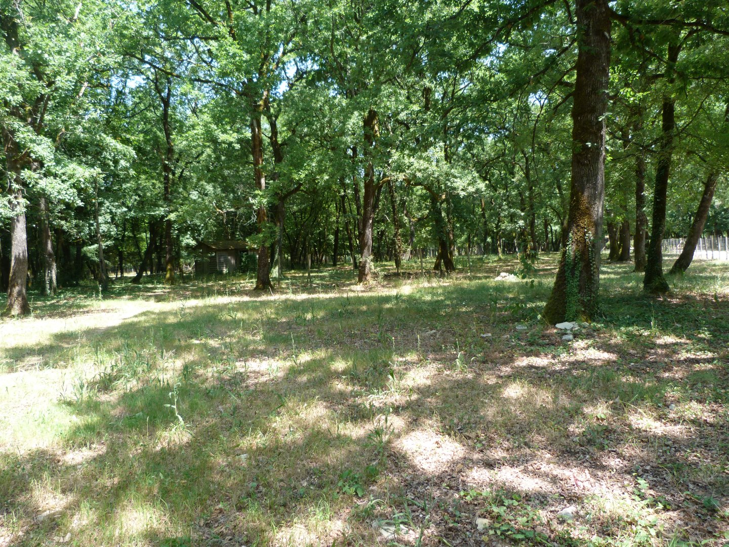 Western roe deer and Black stork exhibit -Zoodyssée (2025)