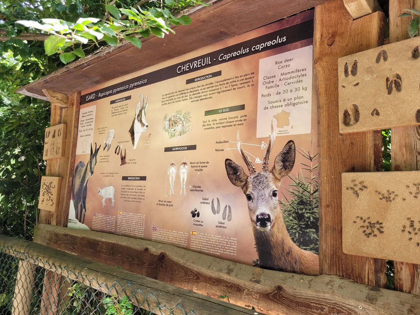 Western roe deer and Pyrenean chamois sign -Parc Animalier des Pyrénées (2023)