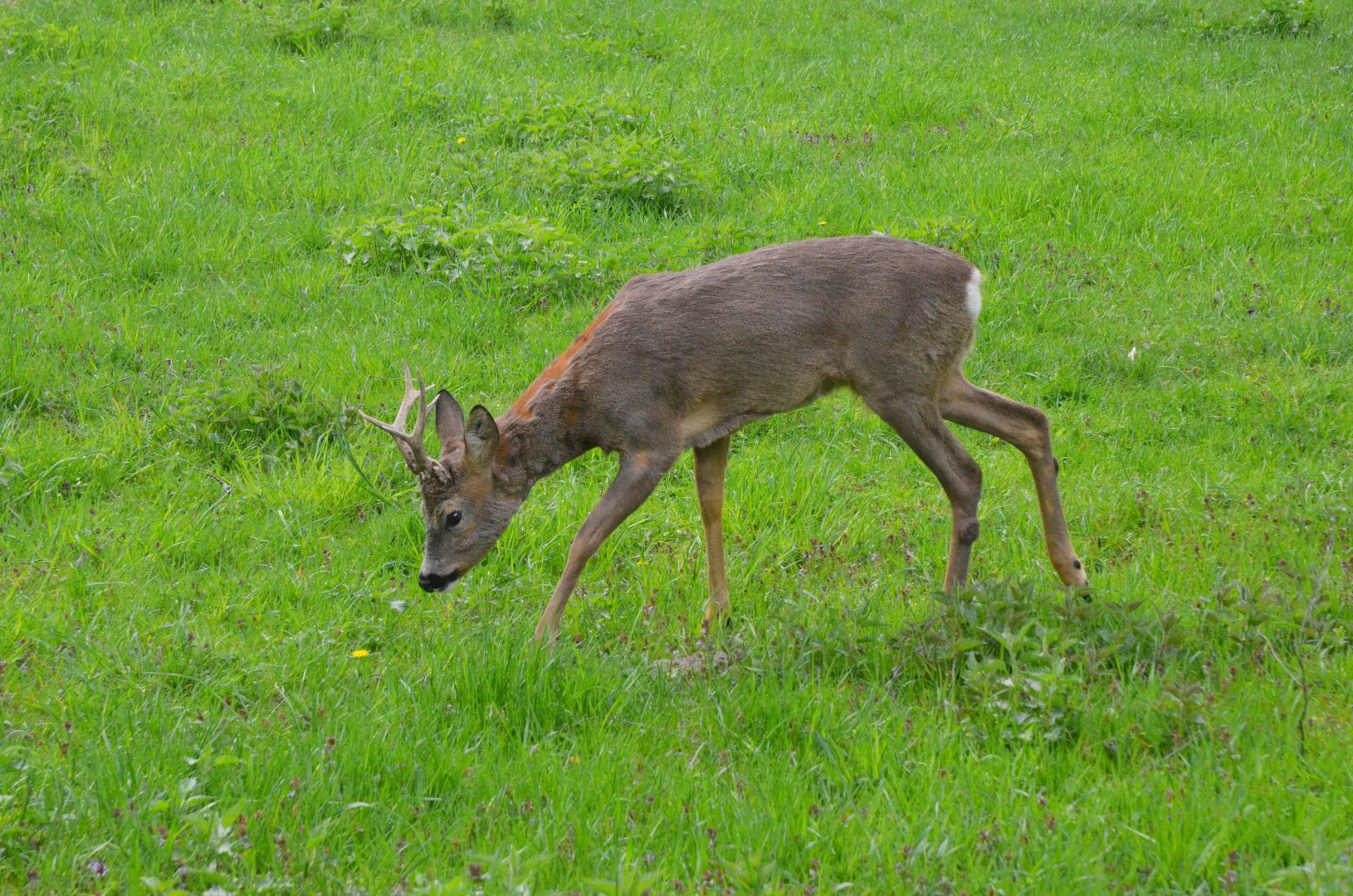 Western Roe Deer at Rezerwat Pokazowy Żubrów, Białowieża 07/05/19