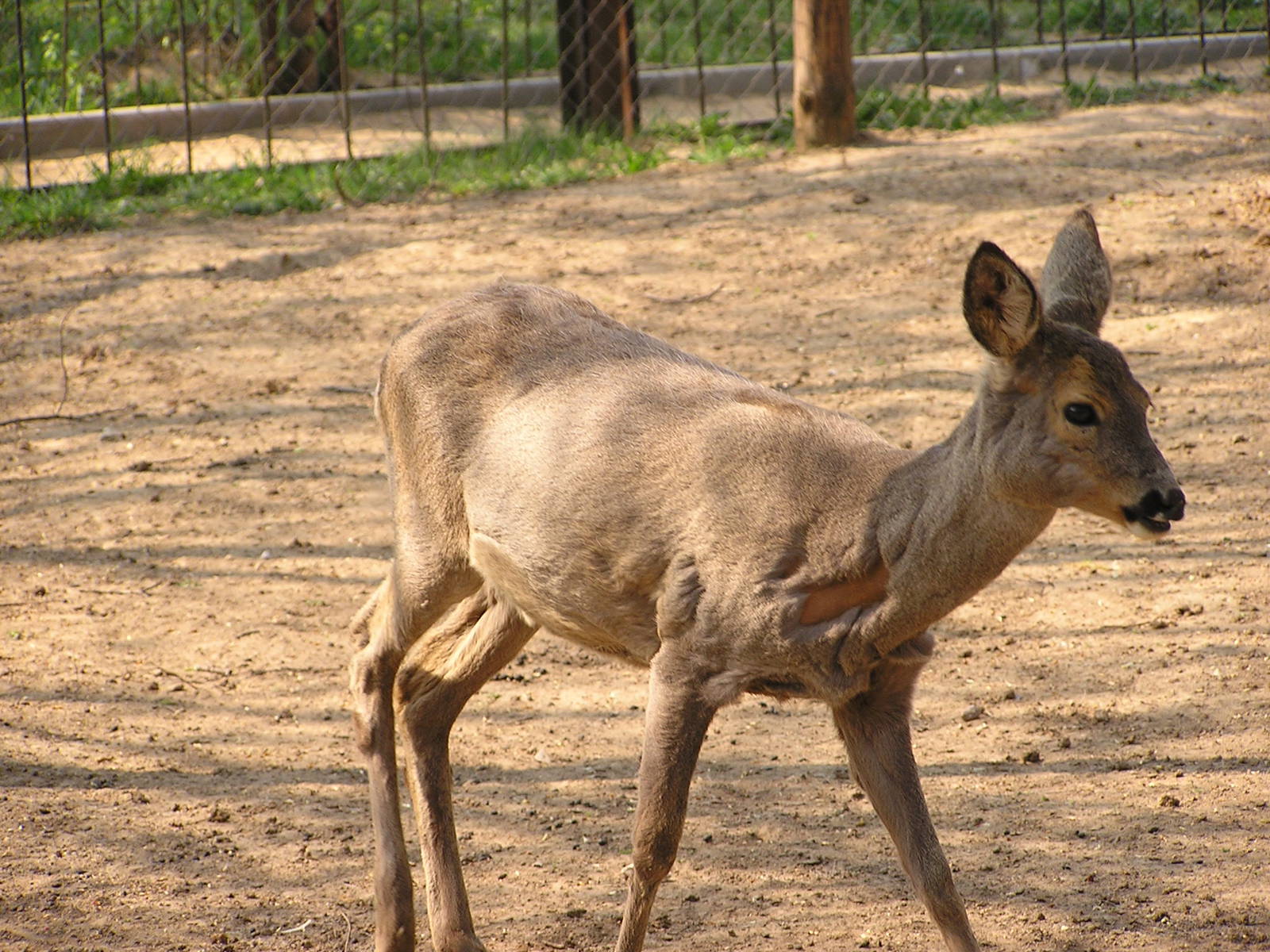 Western roe deer/ Capreolus capreolus