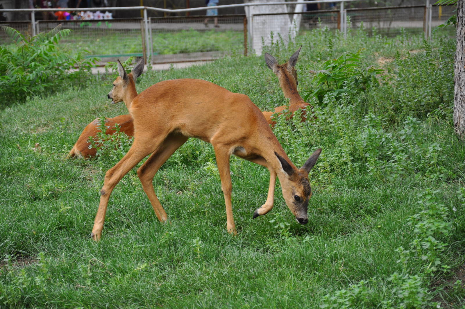 Western roe deer/ Capreolus capreolus