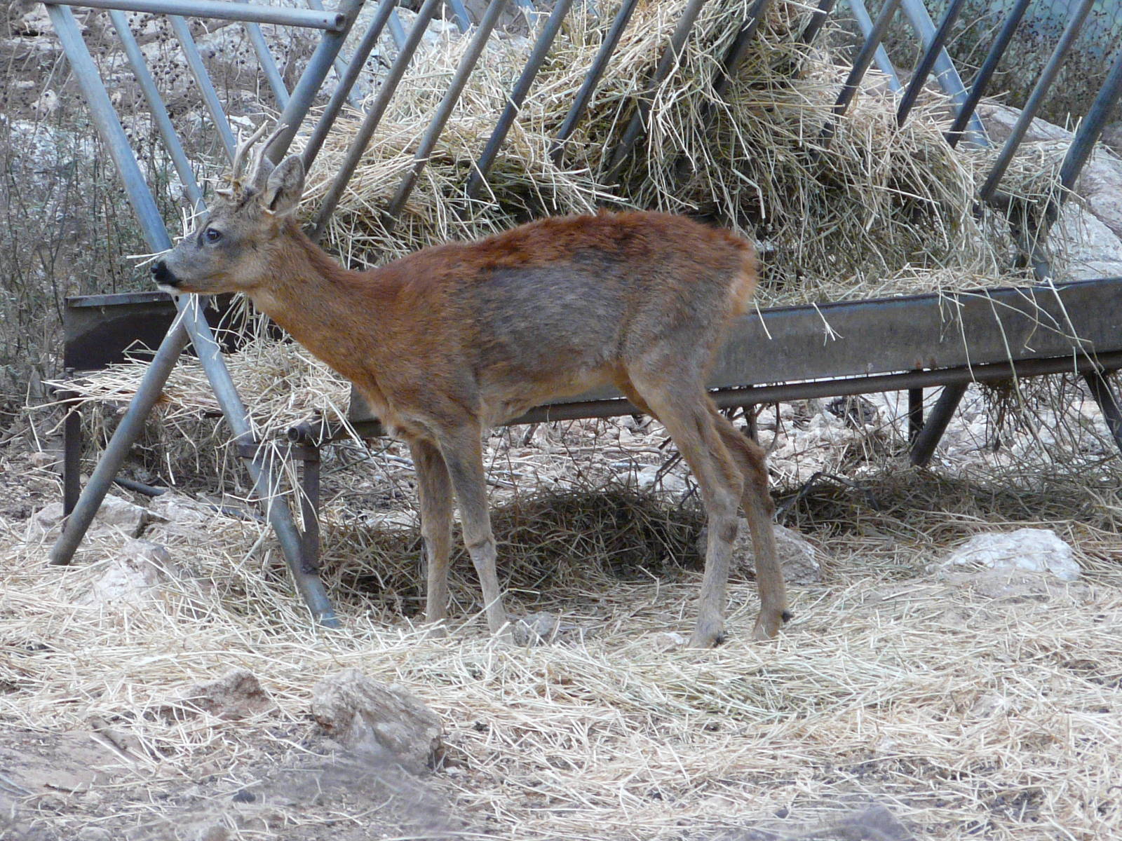 Western roe deer/ Capreolus capreolus