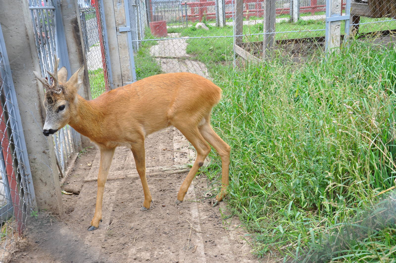 Western roe deer/ Capreolus capreolus