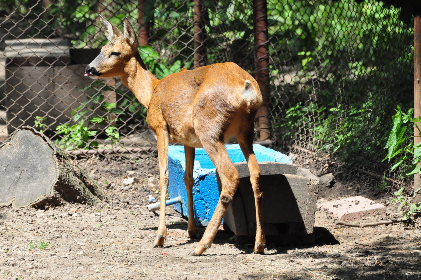 Western roe deer/ Capreolus capreolus
