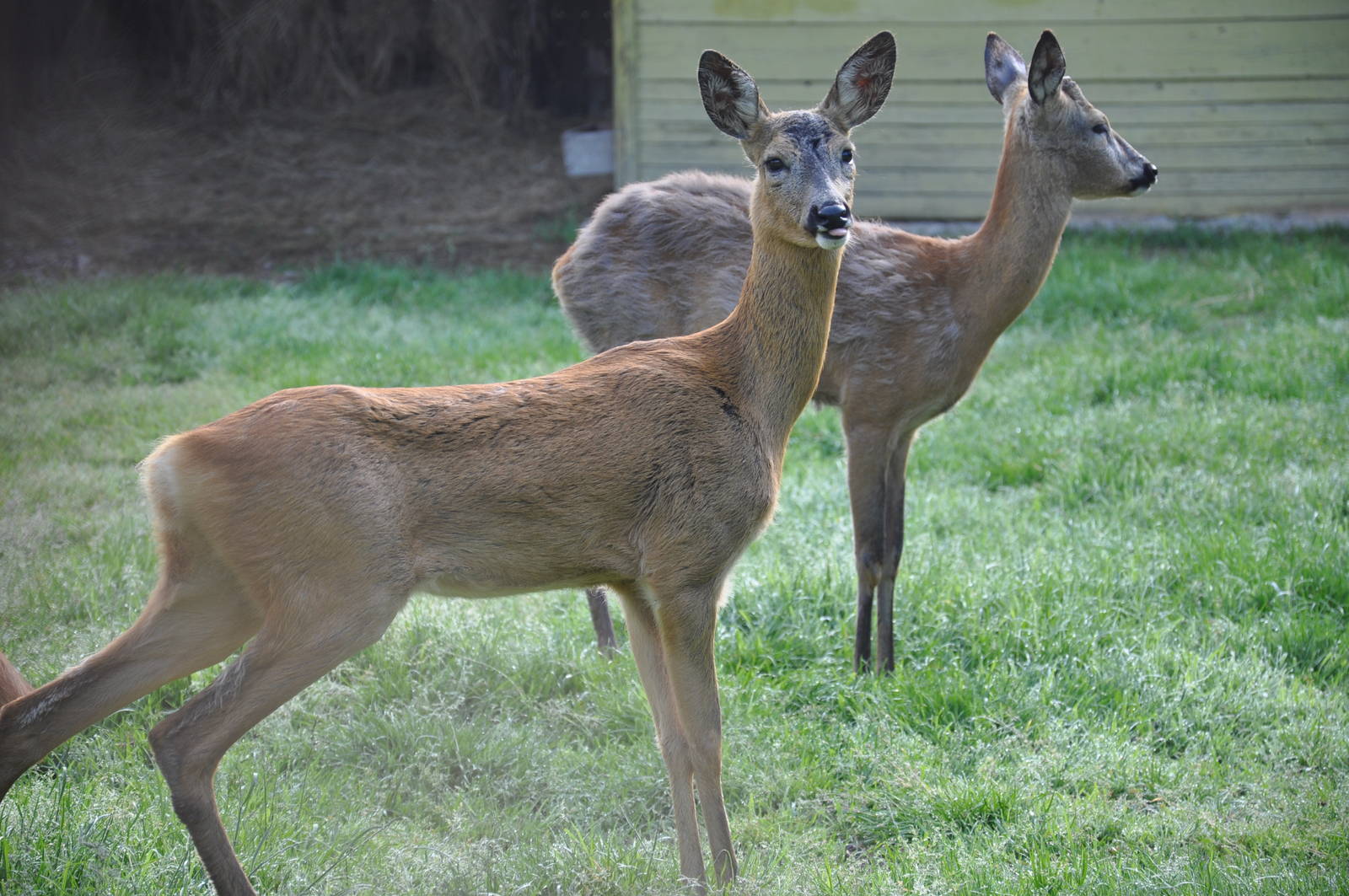 Western roe deer/ Capreolus capreolus