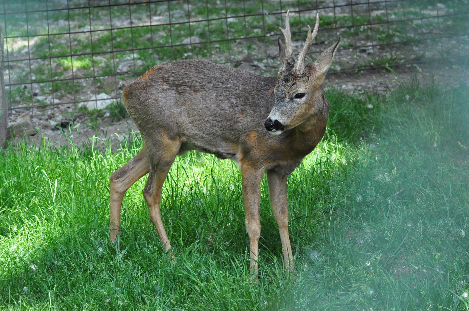 Western roe deer/ Capreolus capreolus