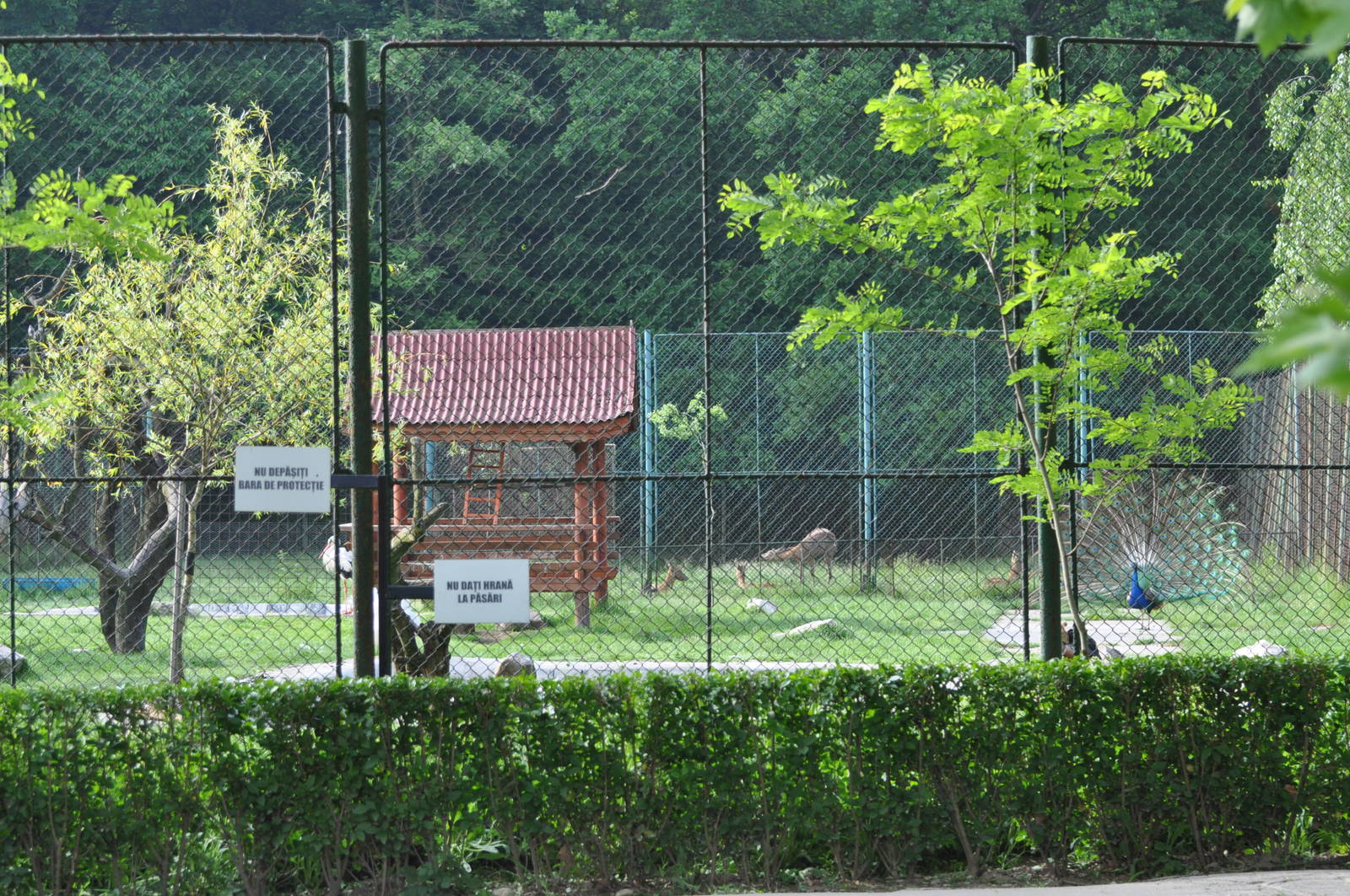 Western roe deer enclosure
