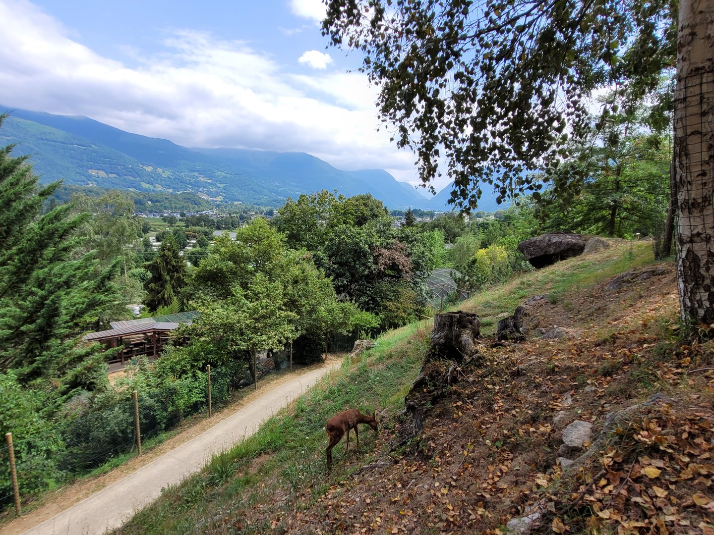 Western roe deer exhibit -Parc Animalier des Pyrénées (2023)