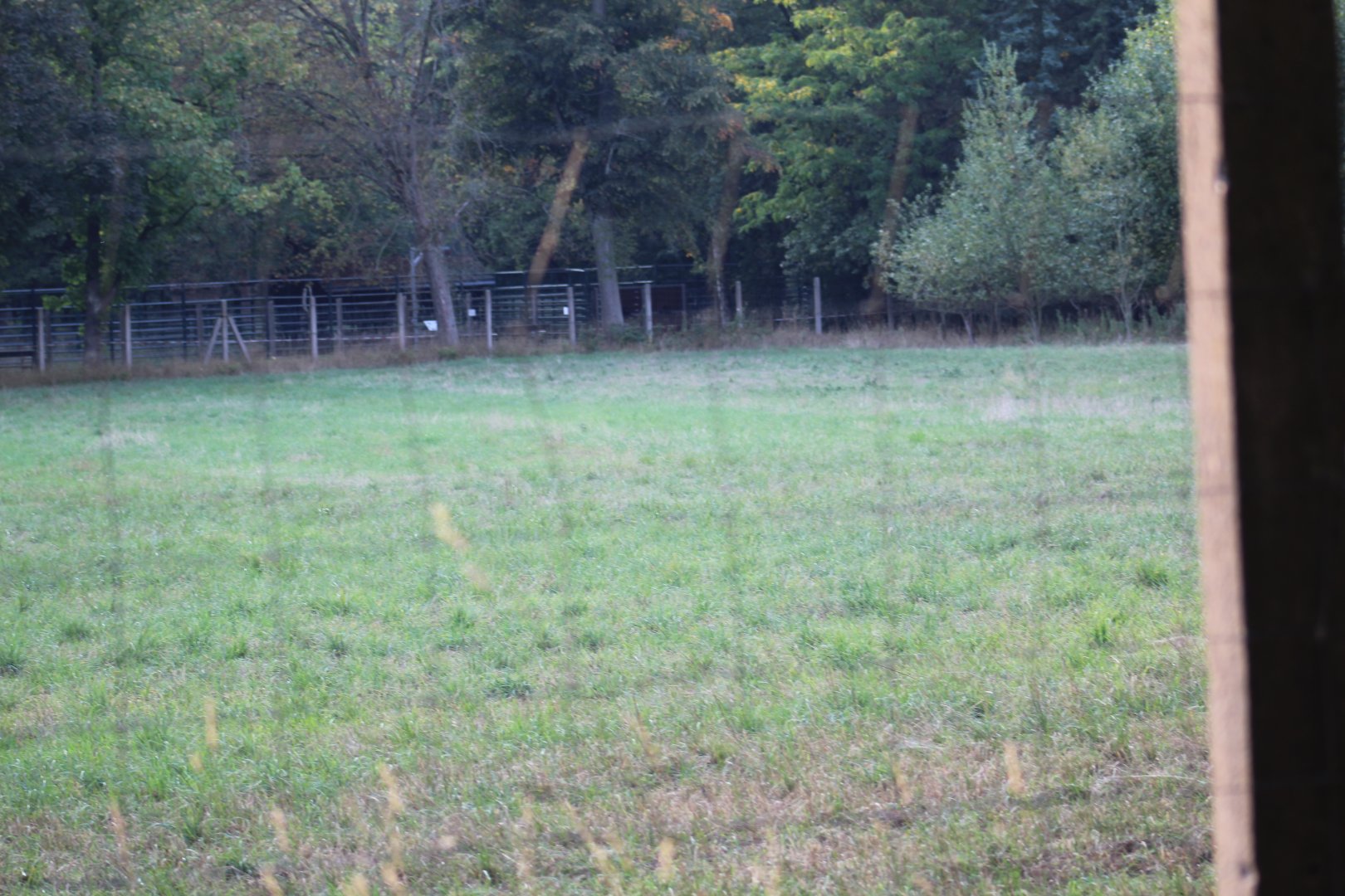 Western Roe Deer Paddock