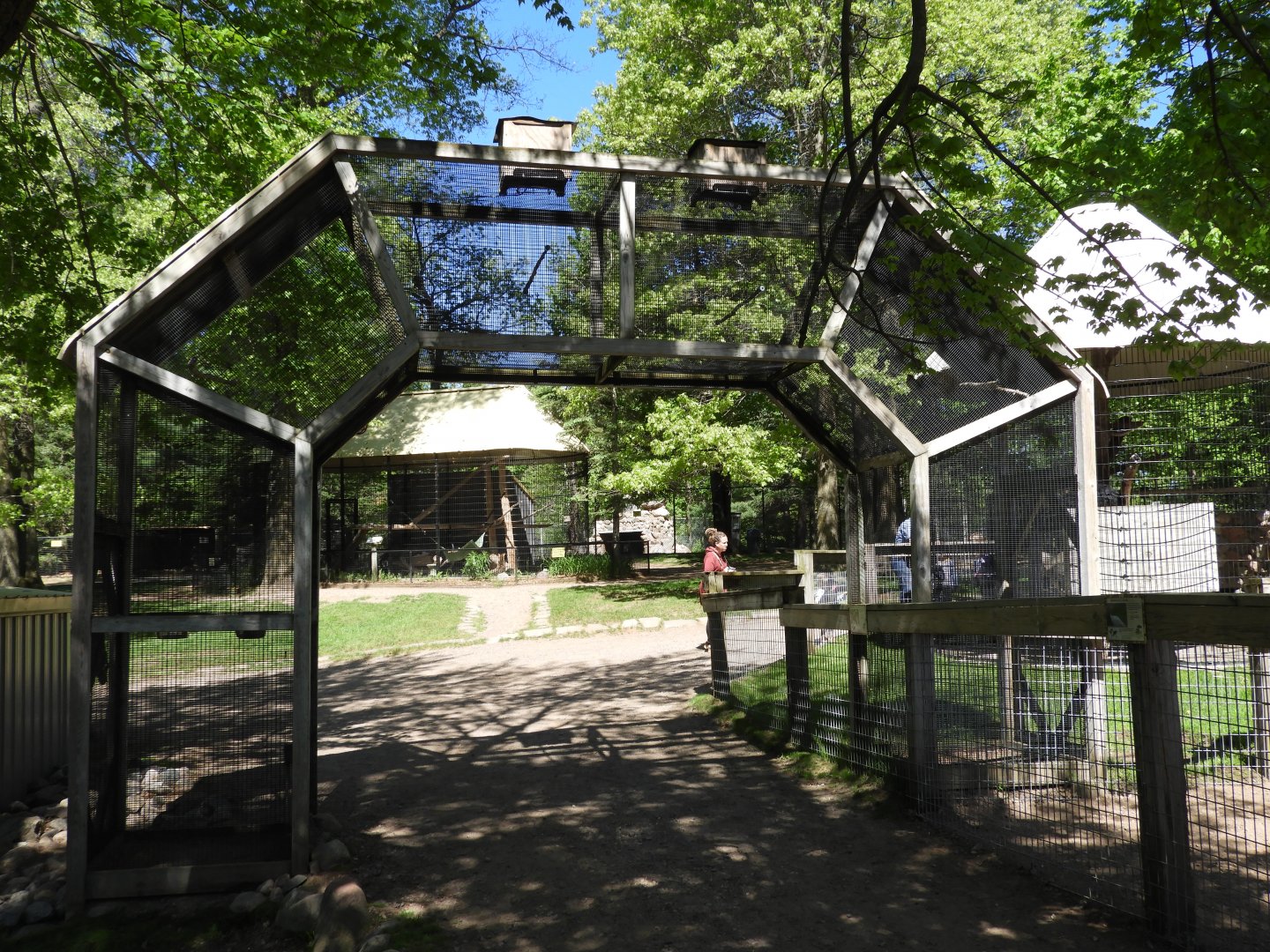Western Rosella exhibit