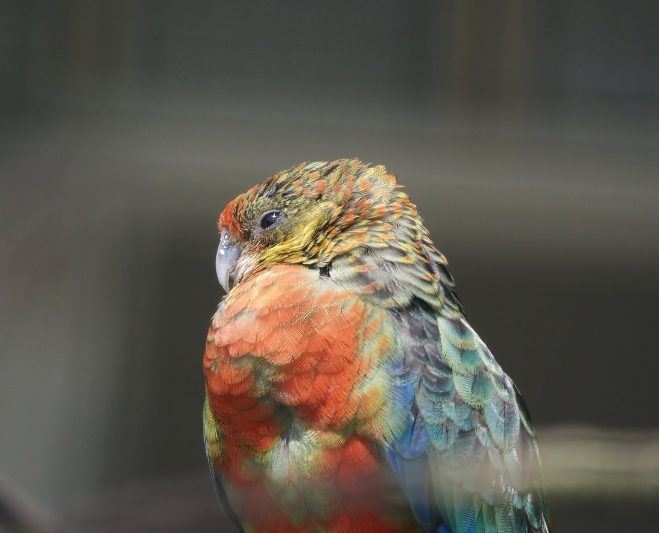 Western rosella (Platycercus icterotis), 2024-05-23