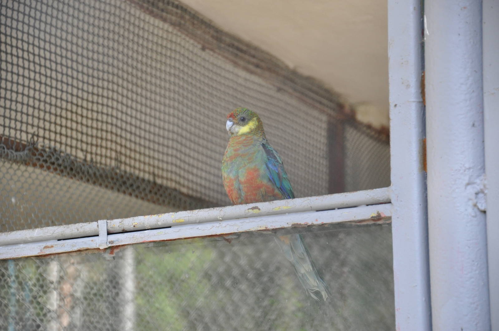 Western rosella/ Platycercus icterotis