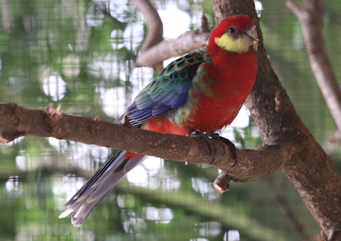 Western rosella (Platycercus icterotis)