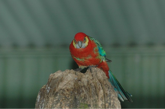Western Rosella
