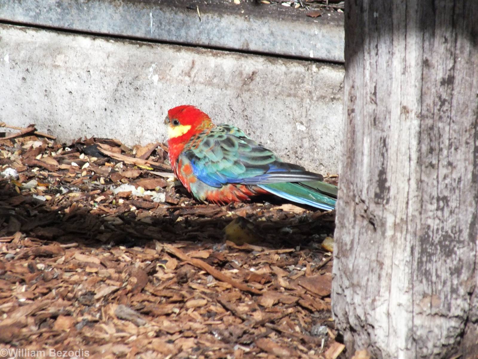 Western Rosella