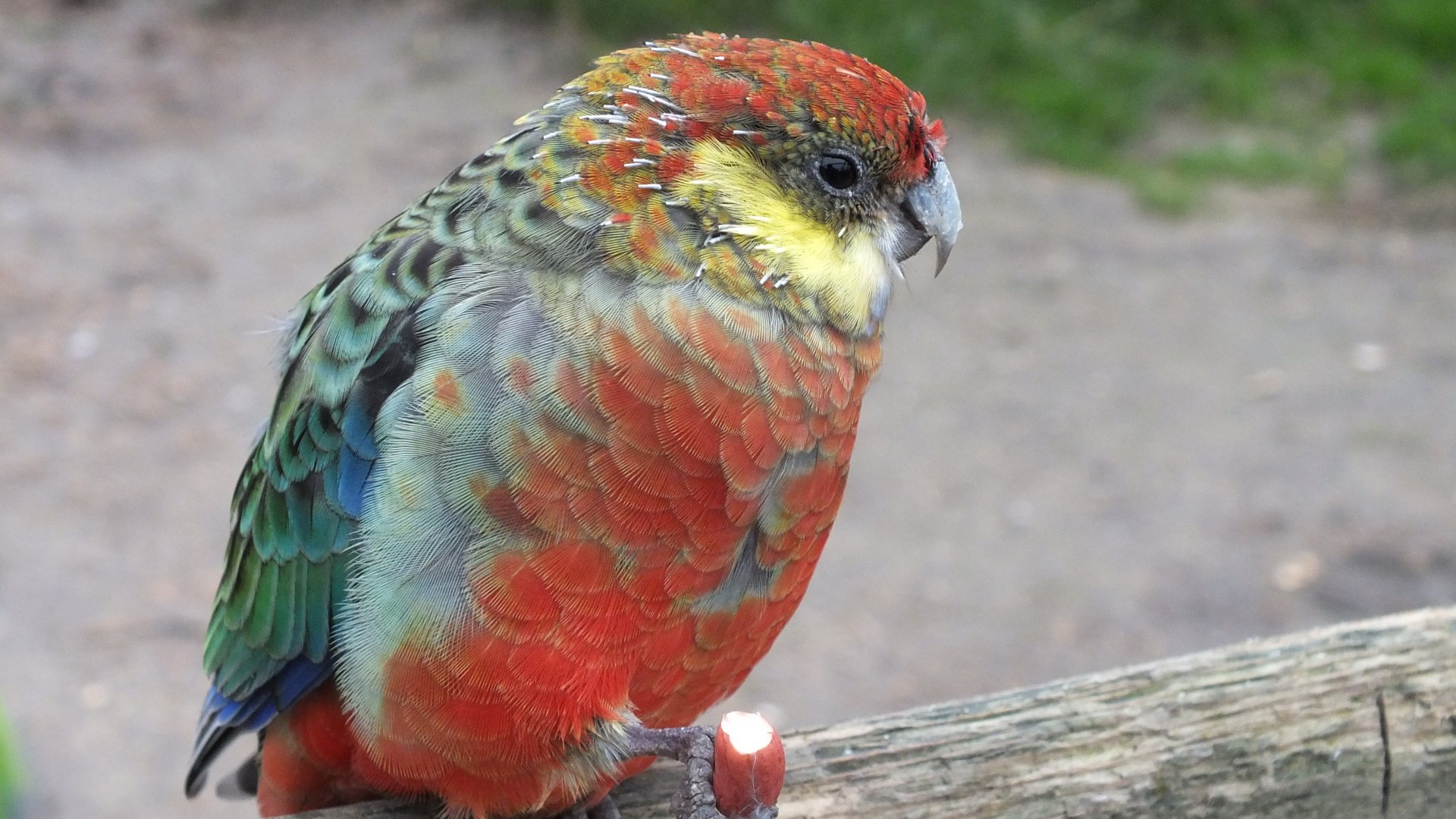 Western Rosella