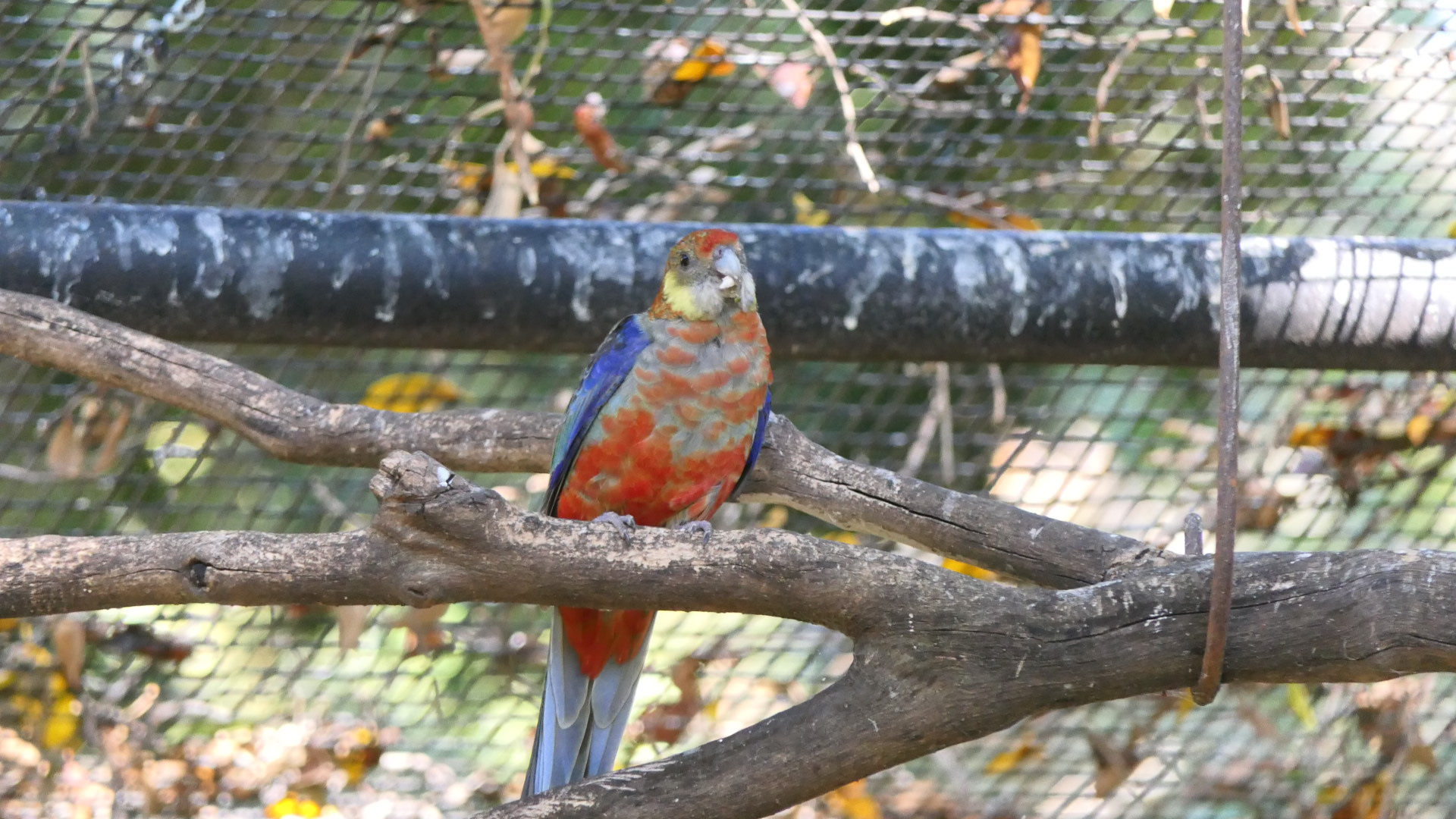 Western Rosella