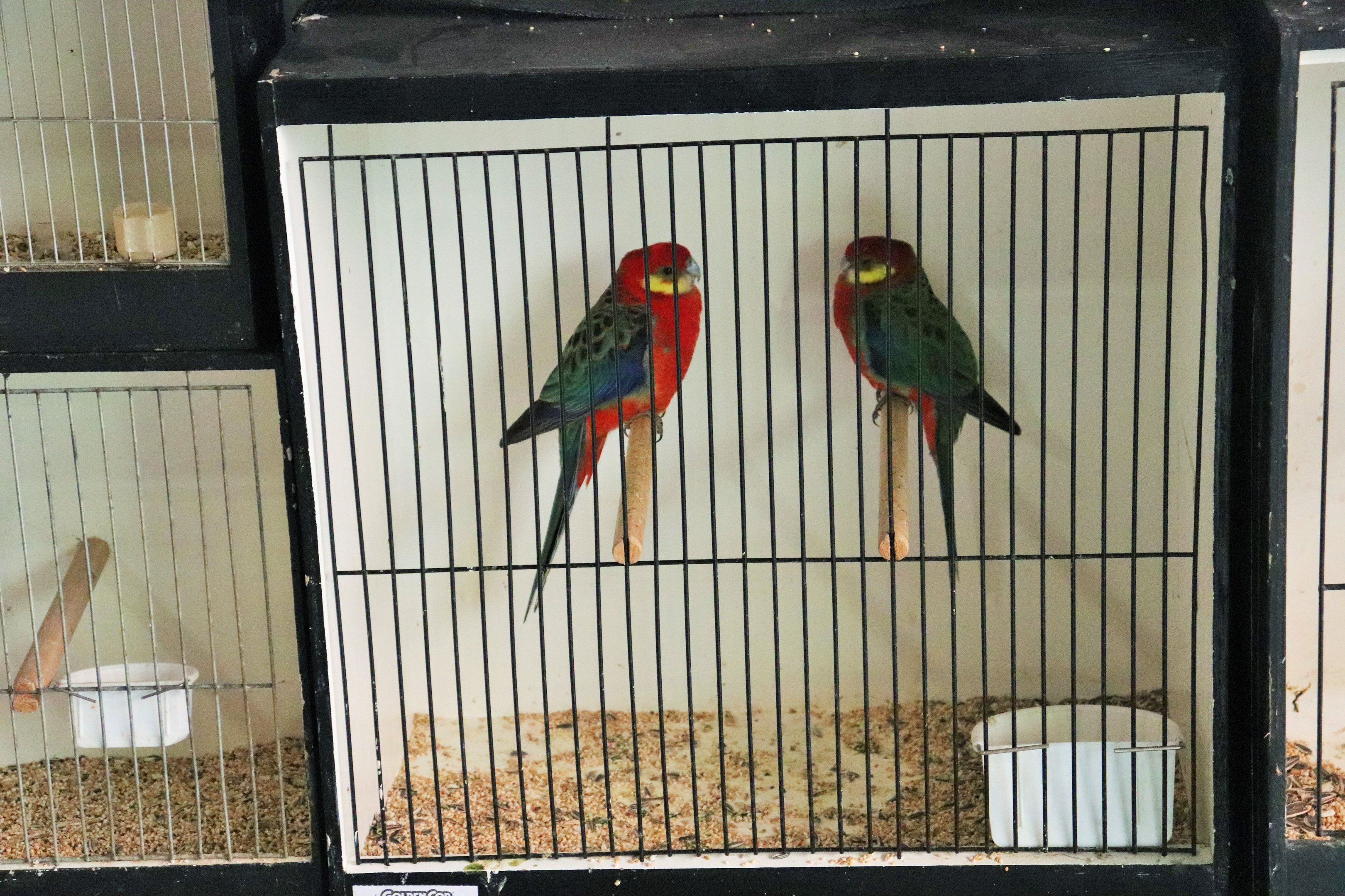 Western Rosellas (Platycercus icterotis)
