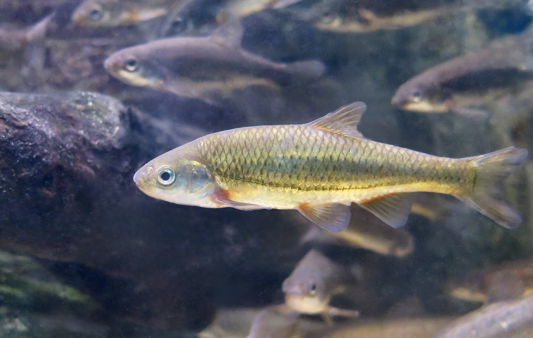 Western Ruivaco (Achondrostoma occidentale) in breeding colors