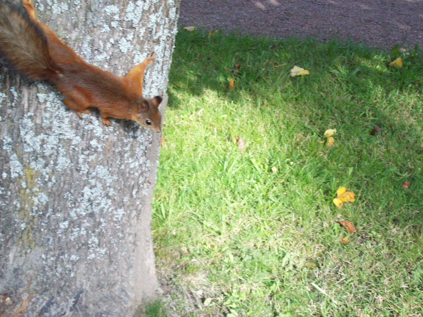 Western Russian Squirrel (Sciurus vulgaris fedjushini or formosovi)