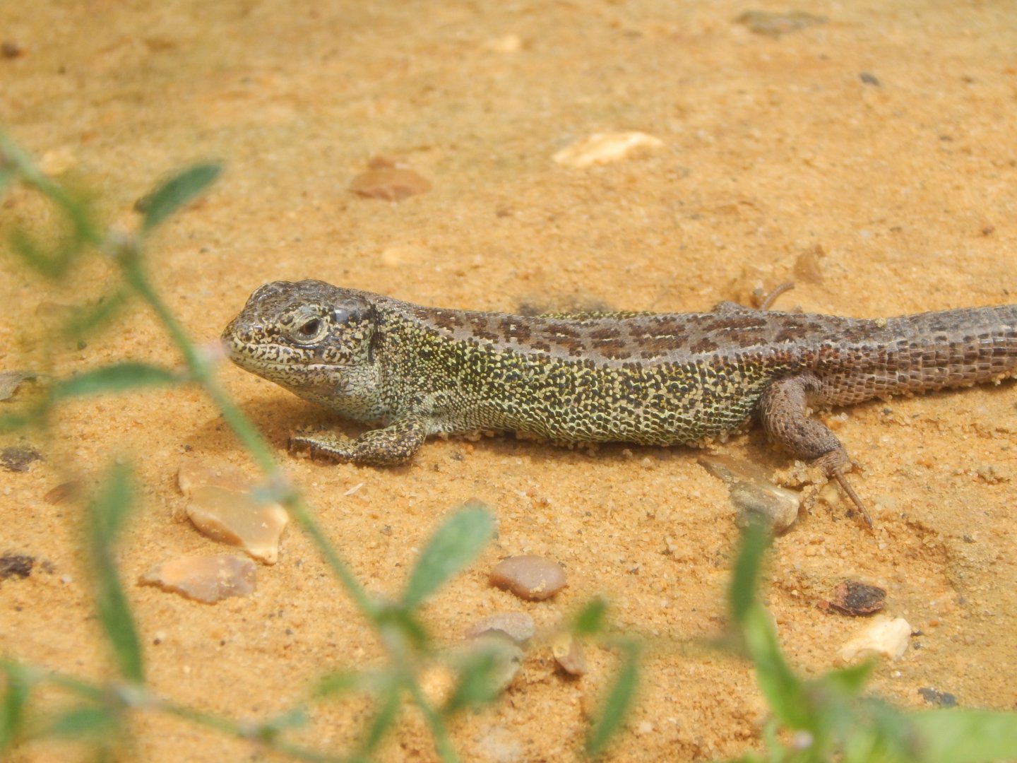 Western sand lizard 150725