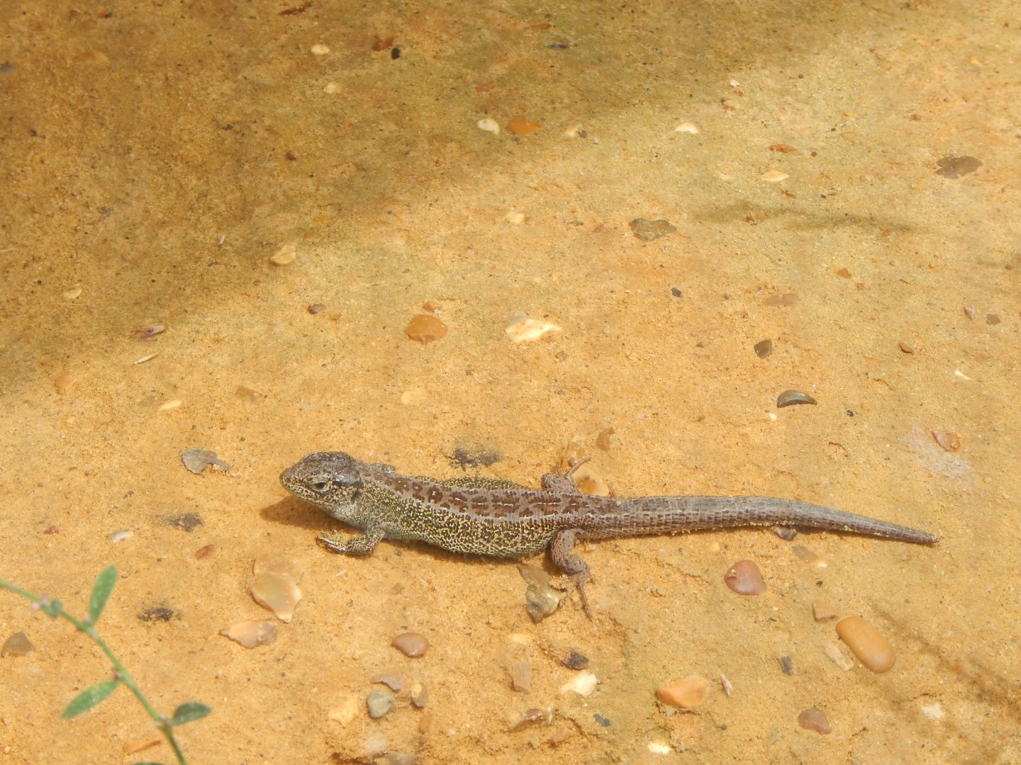 Western sand lizard 150725