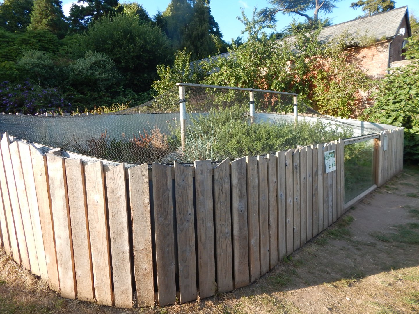 Western sand lizard enclosure 020825