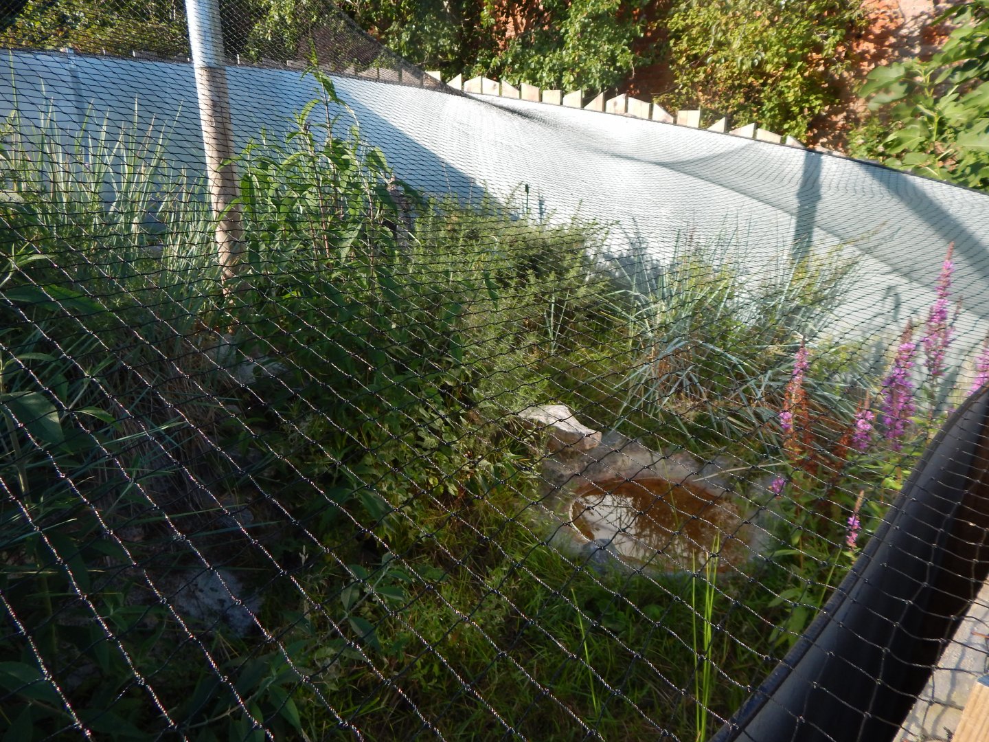 Western sand lizard enclosure 020825