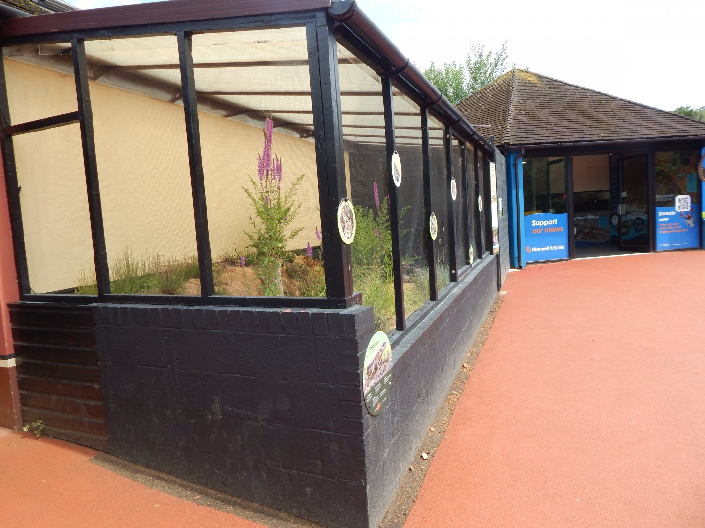 Western sand lizard enclosure 150725