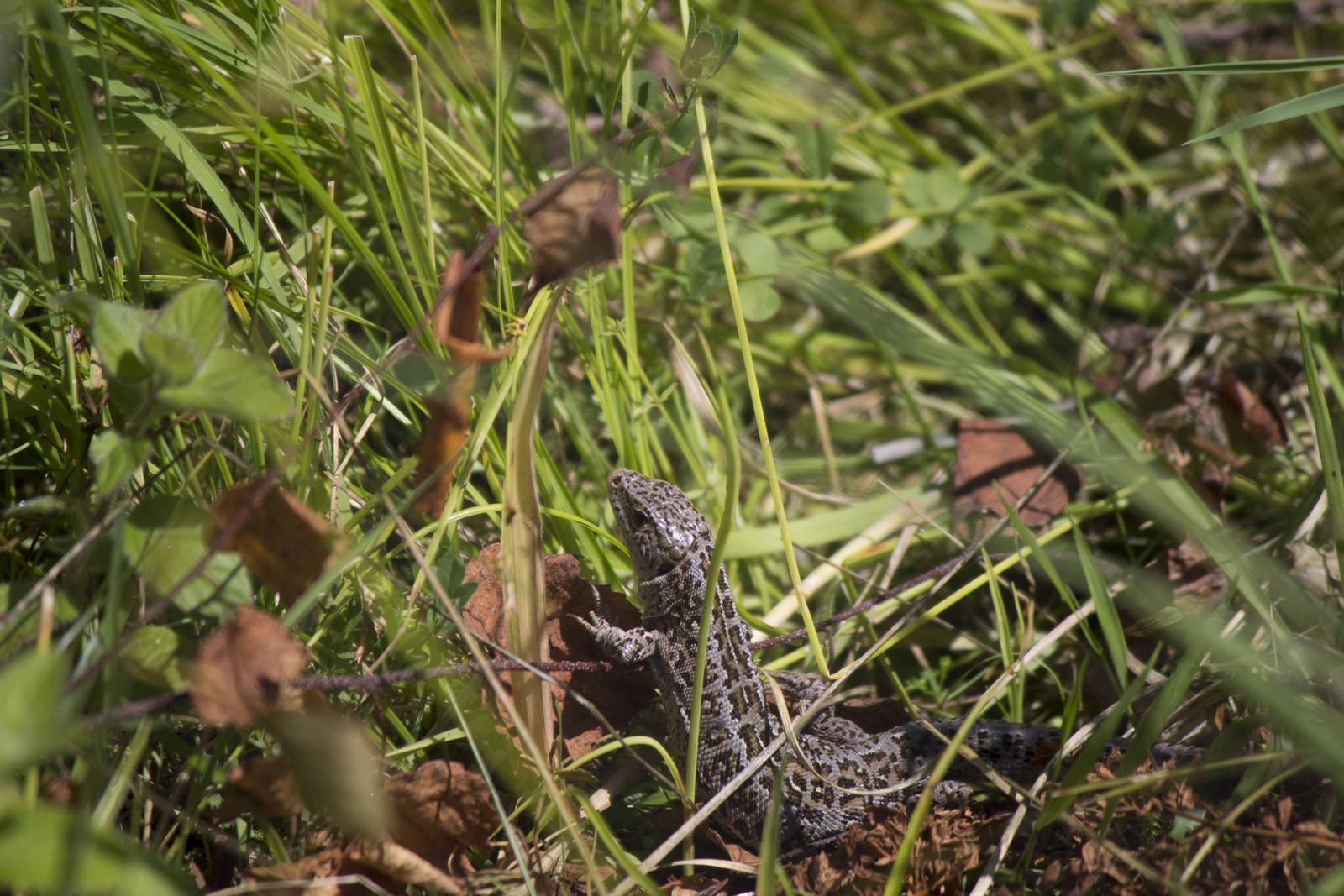 Western sand lizard