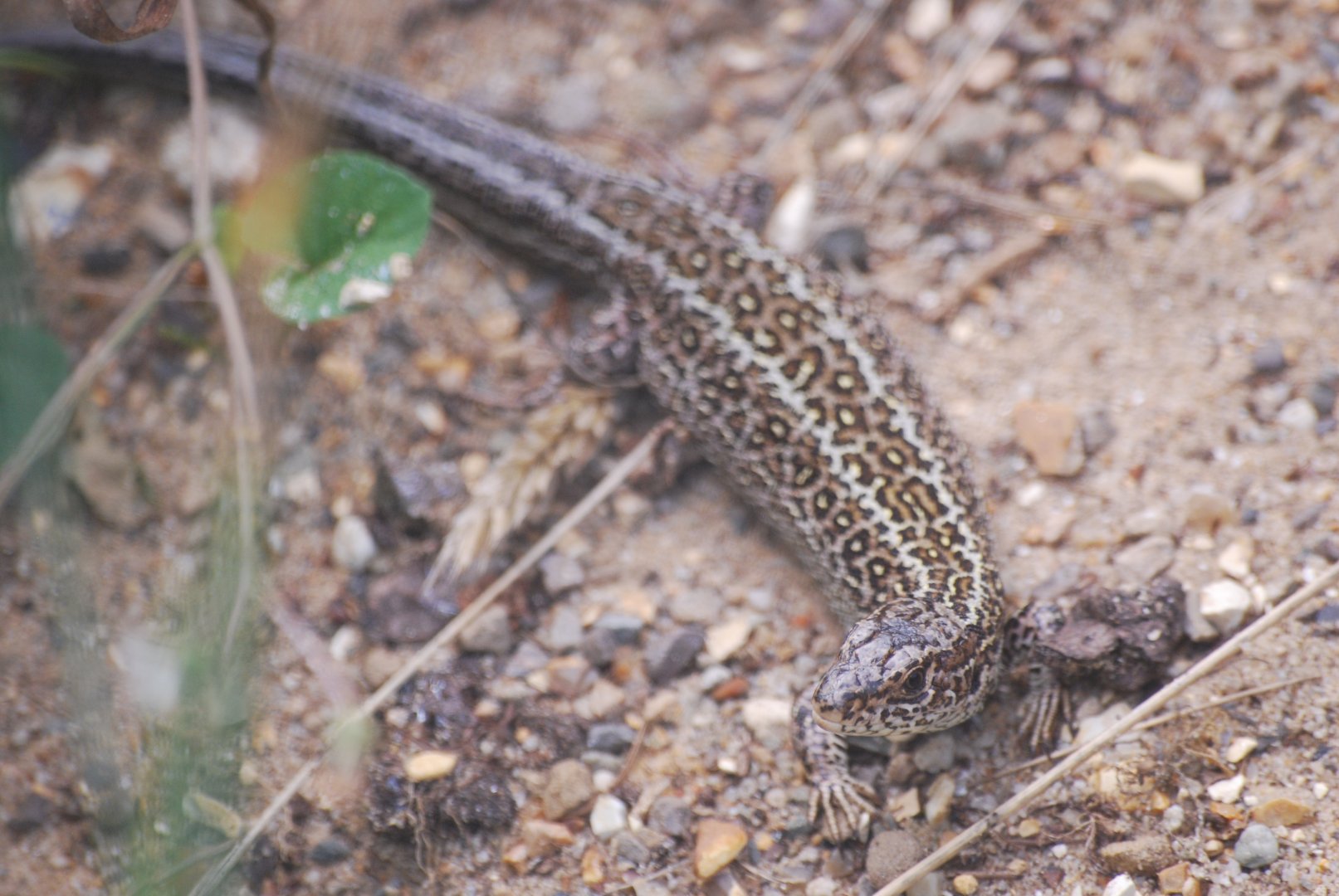 Western sand lizard
