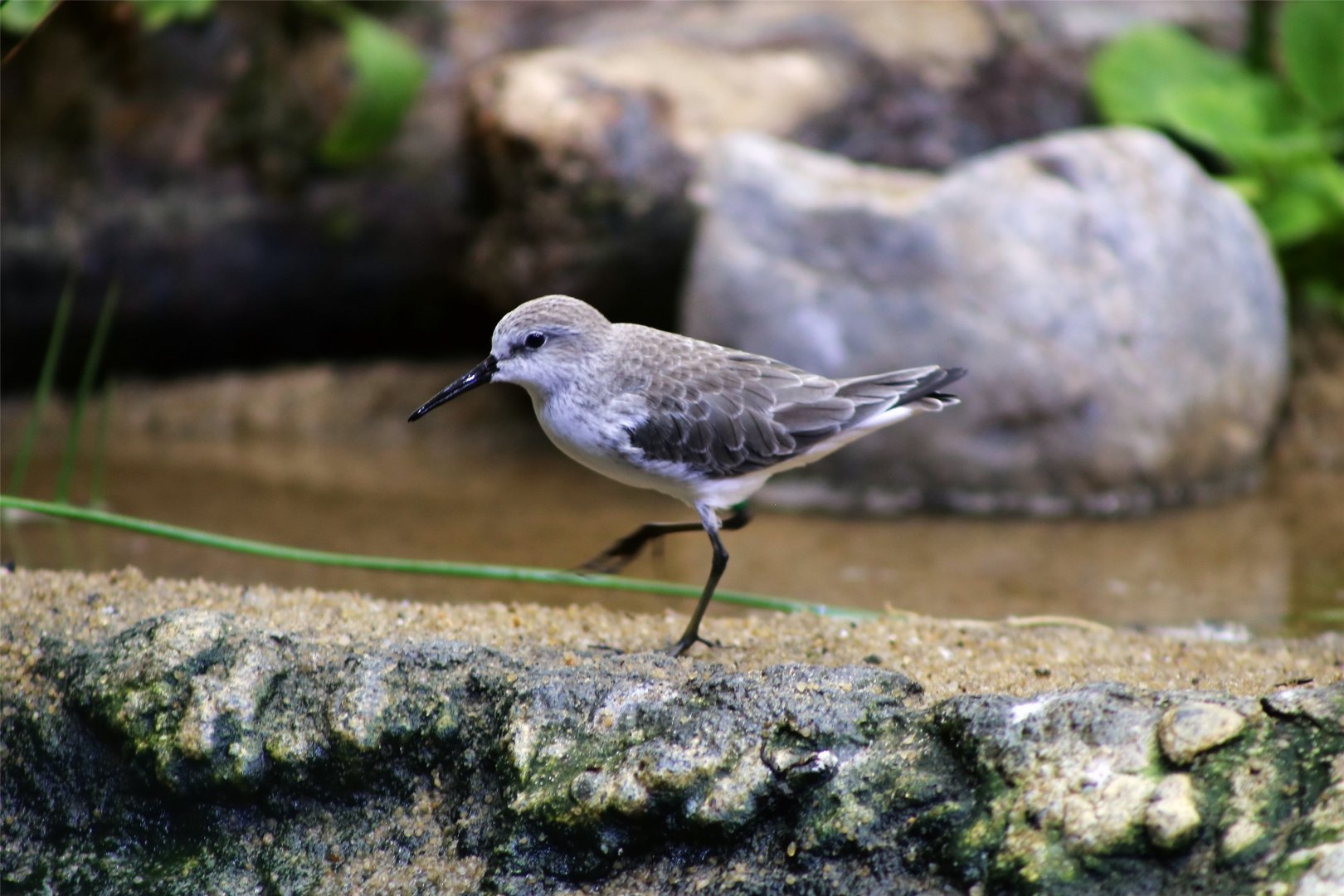 Western Sandpiper (Calidris mauri)