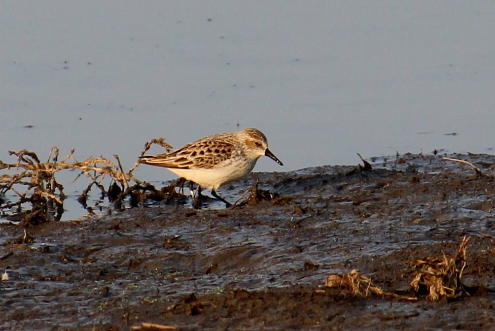 Western Sandpiper