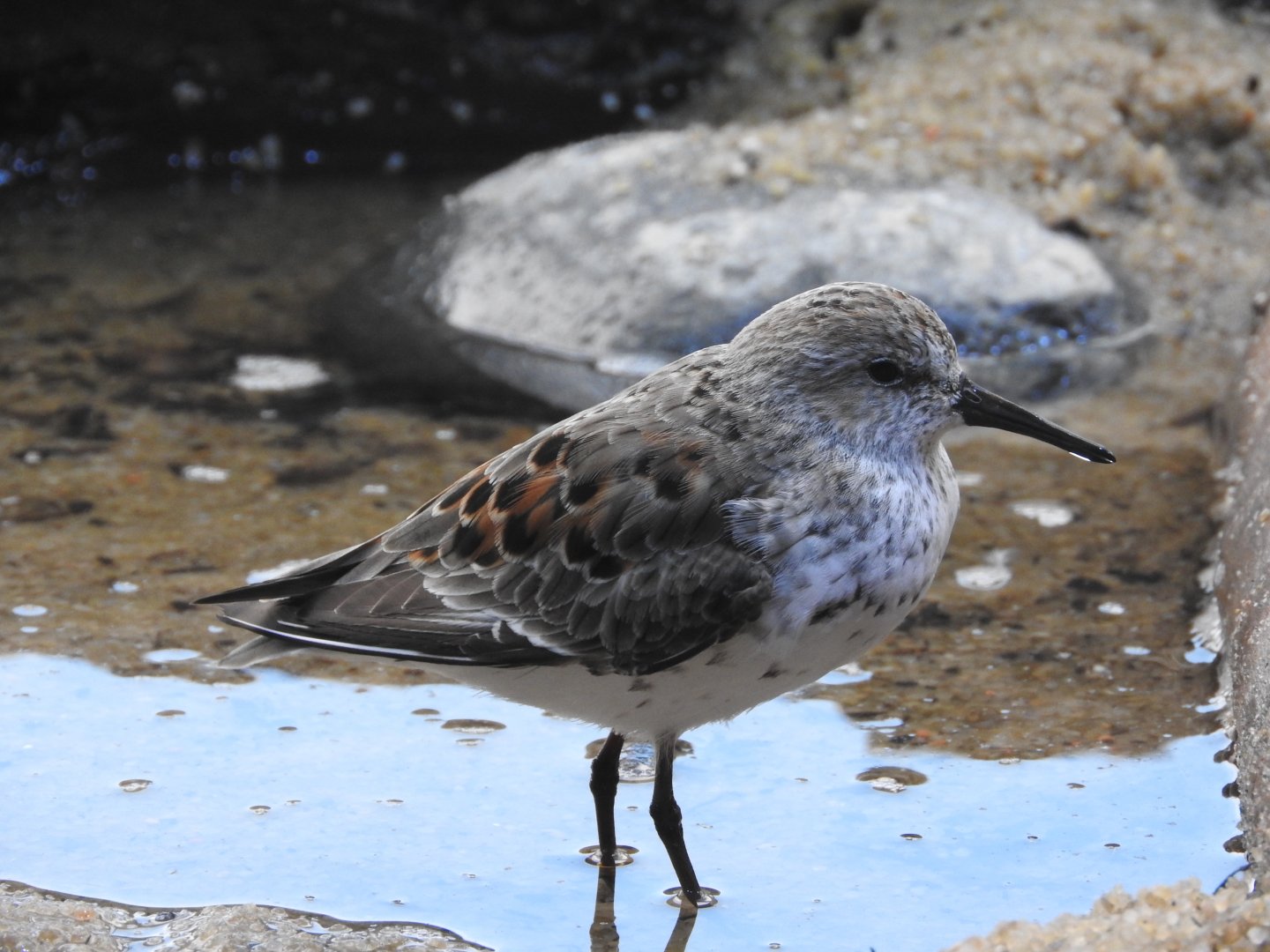Western Sandpiper
