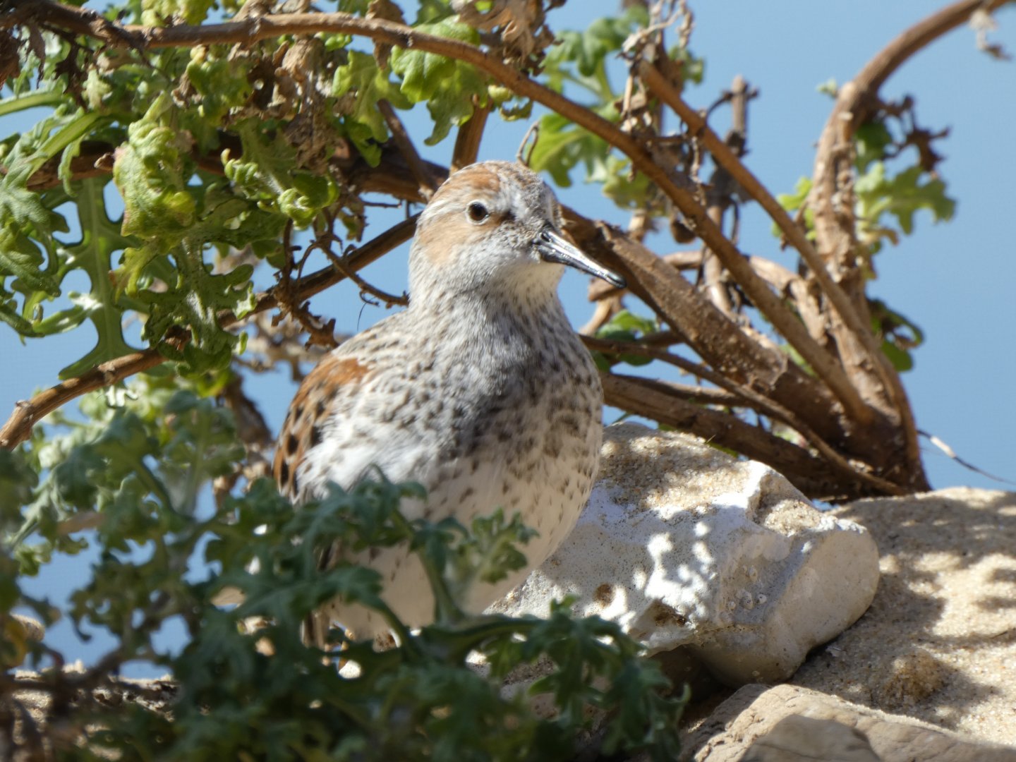 Western sandpiper